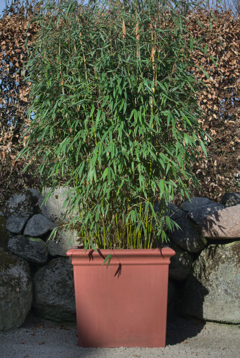 Fargesia Red Rhino® 7,5 Liter-Varianten – Bild 4