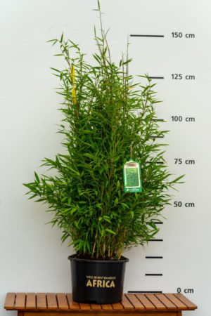 Fargesia Green Lion® Produktbild