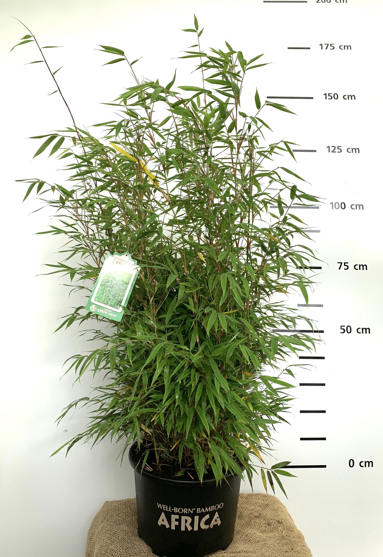 Fargesia Green Lion 20l 100-125