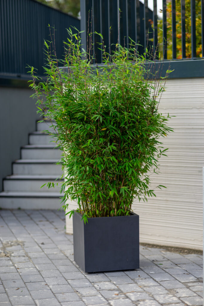 Fargesia Malachite Monkeys Bambus