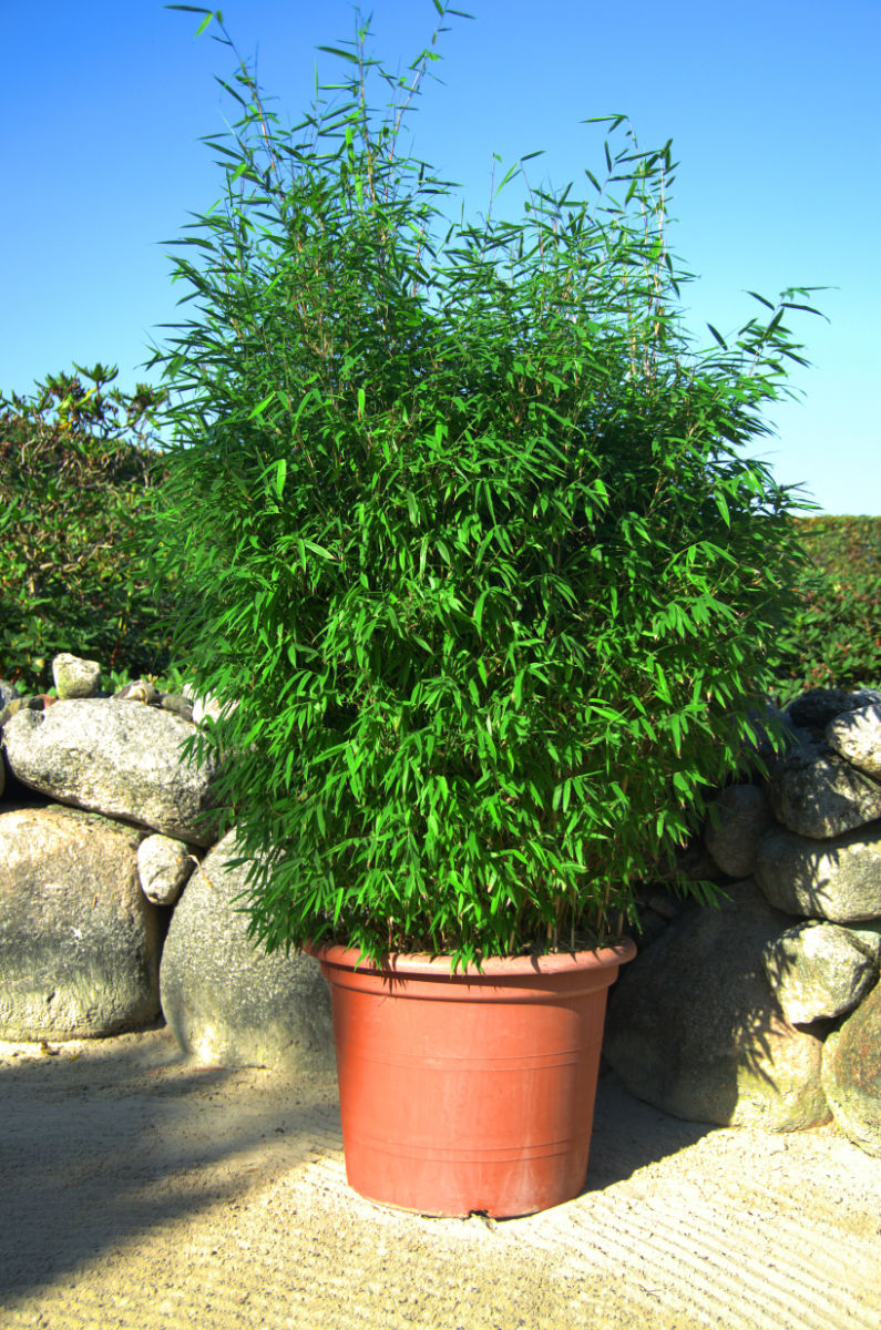 Malachite Monkeys leuchtender Bambus