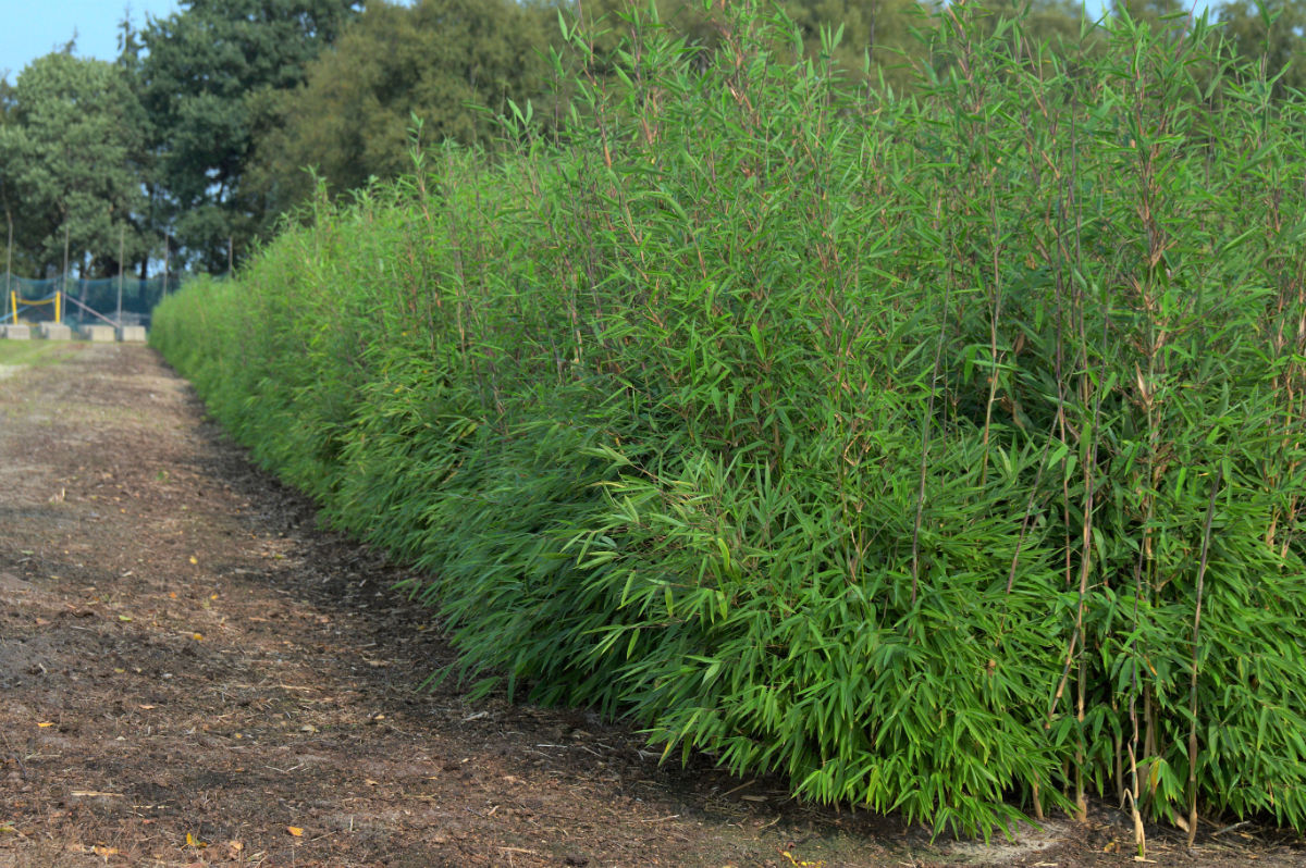 Produktbild Fargesia Red Rhino