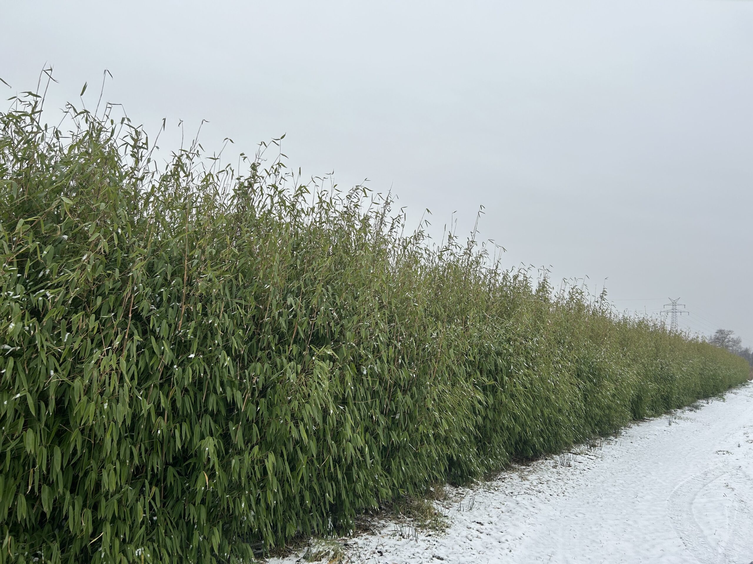 Fargesia Red Rhino im Winter