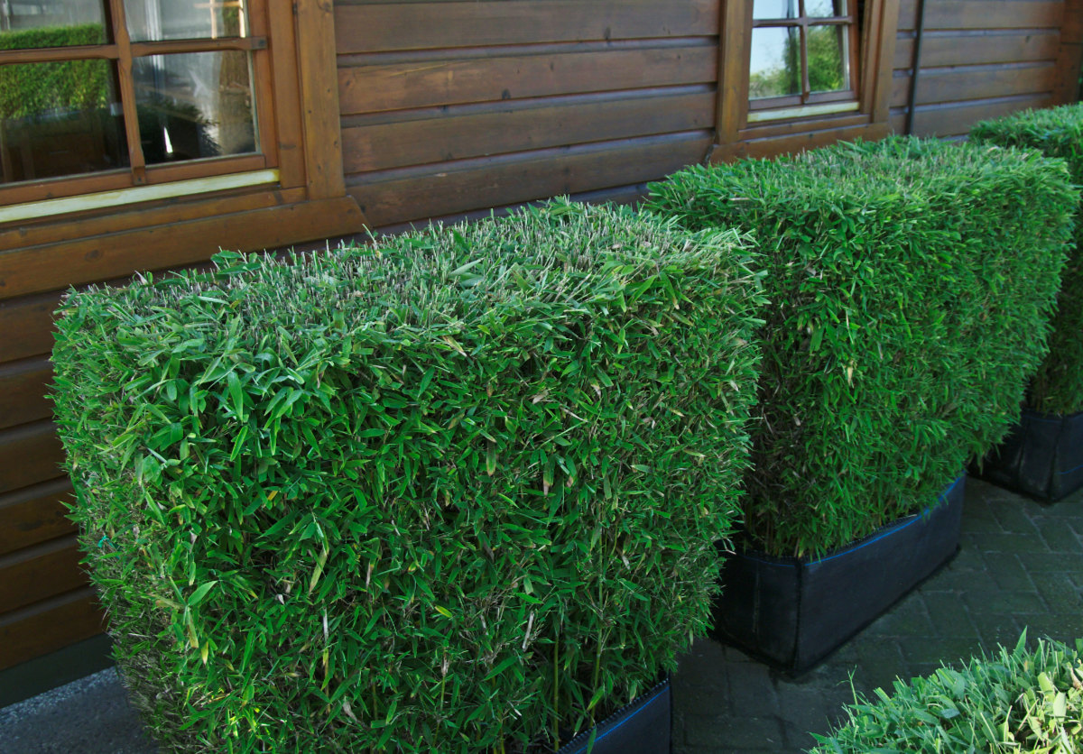 Fargesia Green Lion® – Bild 4