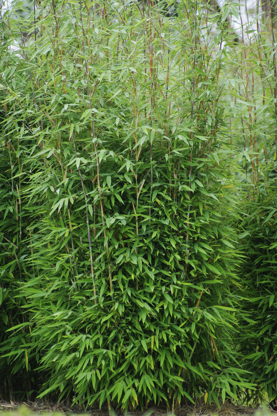 Fargesia Green Lion® – Bild 5