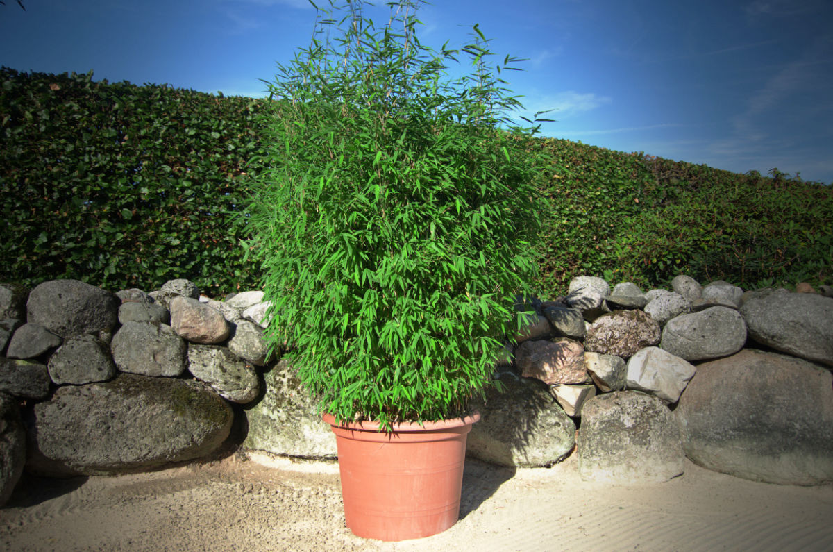 Fargesia Malachite Monkeys® – Bild 4