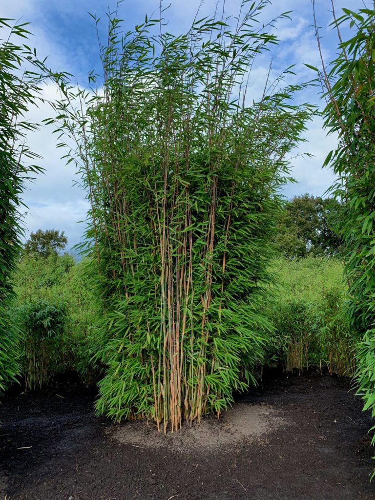 Solitär Fargesia Watcher of the skies