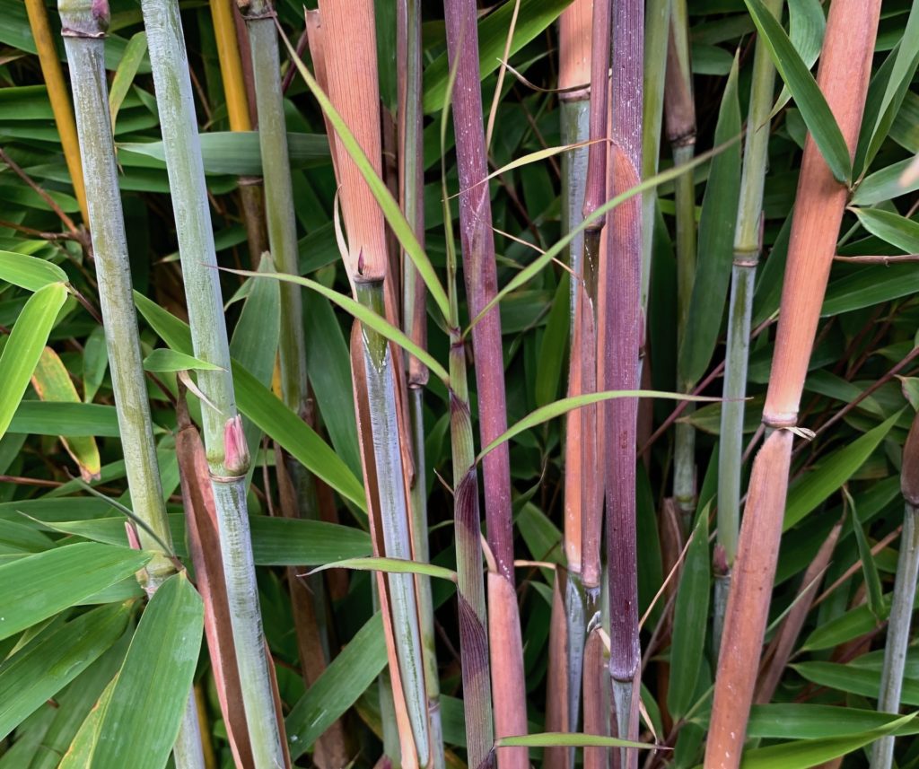Neuer Trieb eines Fargesia Bambus