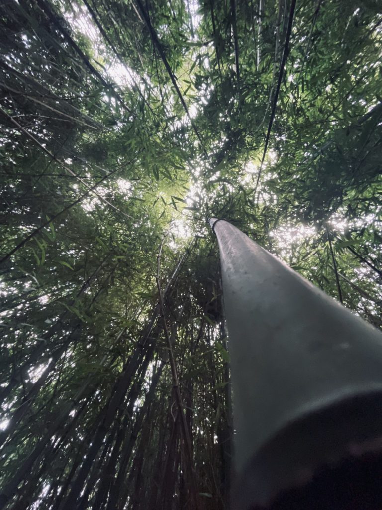 Bambuswald in Edewecht