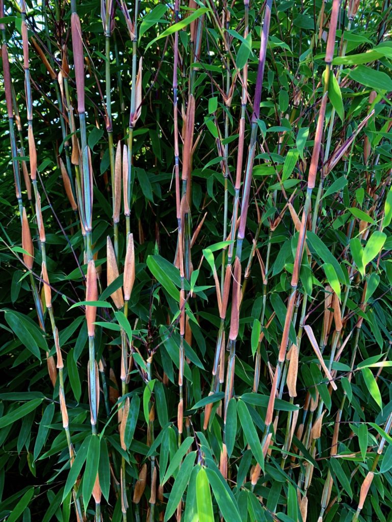 Prächtiges Farbspiel der Neuheit Fargesia Pink Okapi