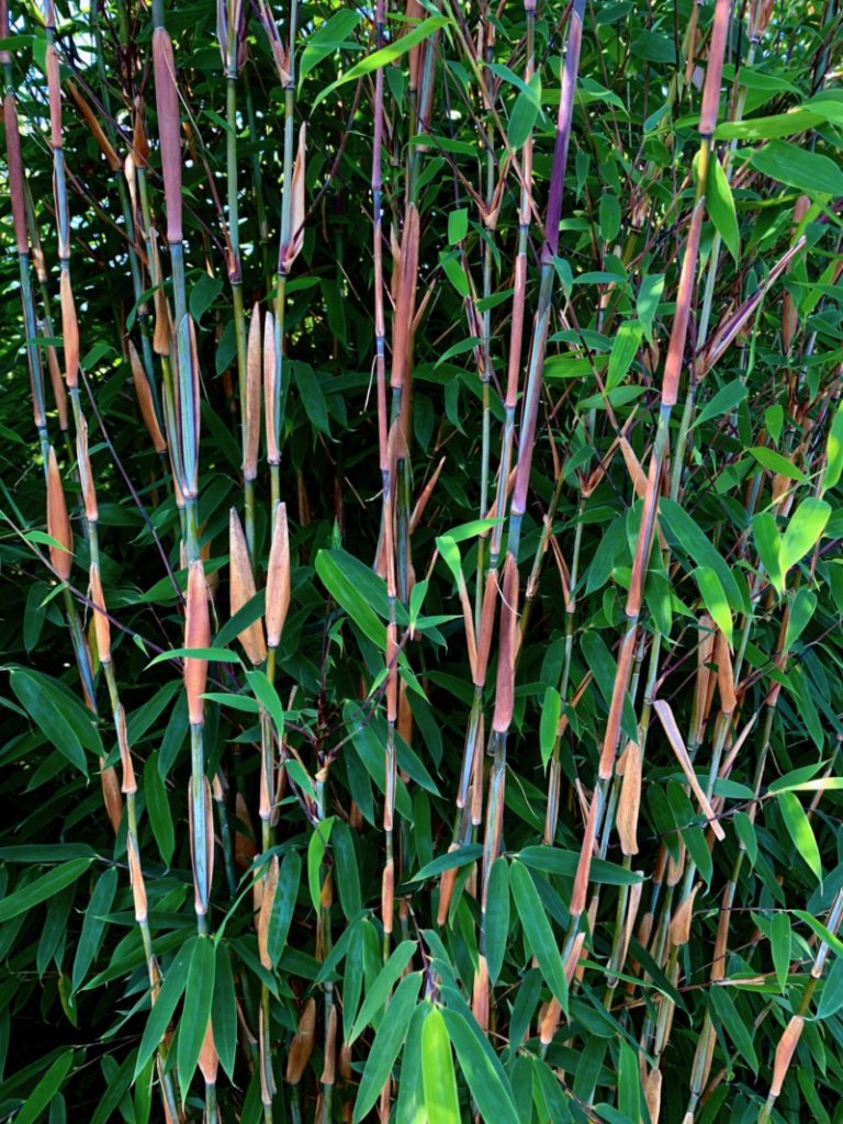 Prächtiges Farbspiel der Neuheit Fargesia Dogon Dreams