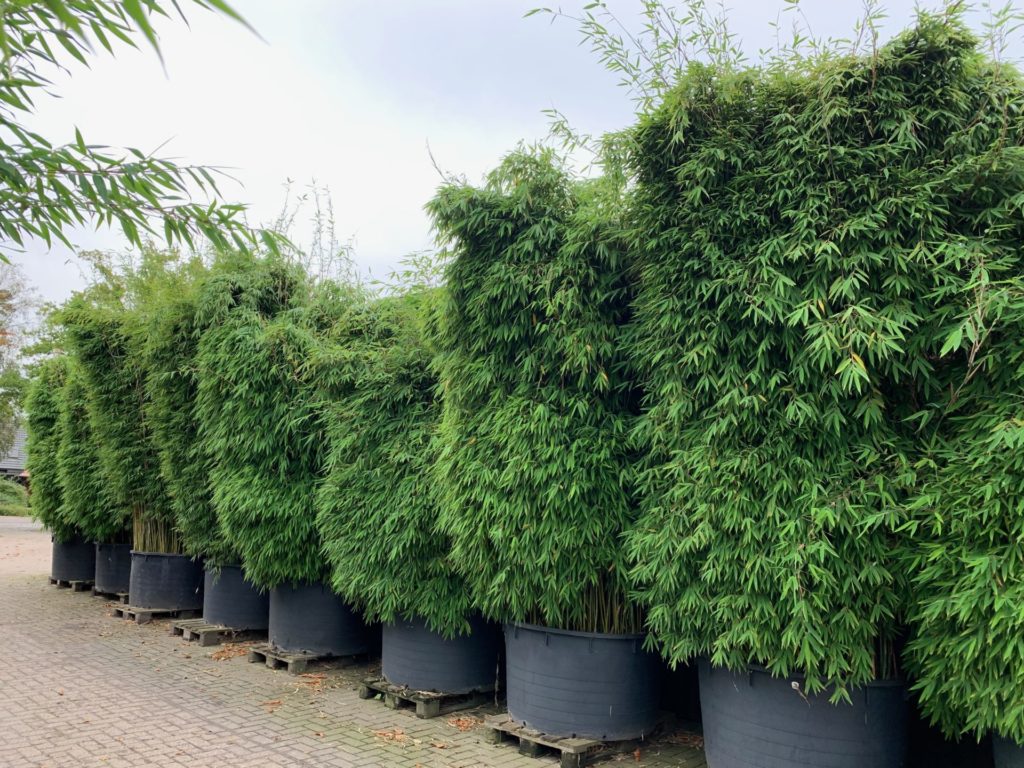 horstbildende Bambusarten wuchern nicht