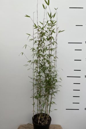 Produktbild-Denudata-Xian-2-Wasserfallbambus