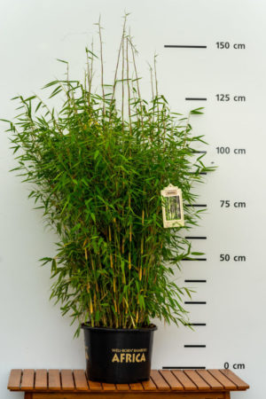 Fargesia Ivory Ibis® Produktbild 20L