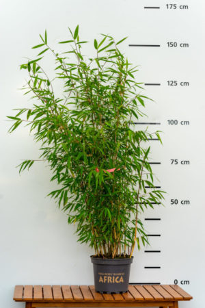 Fargesia Pink Okapi® Produktbild