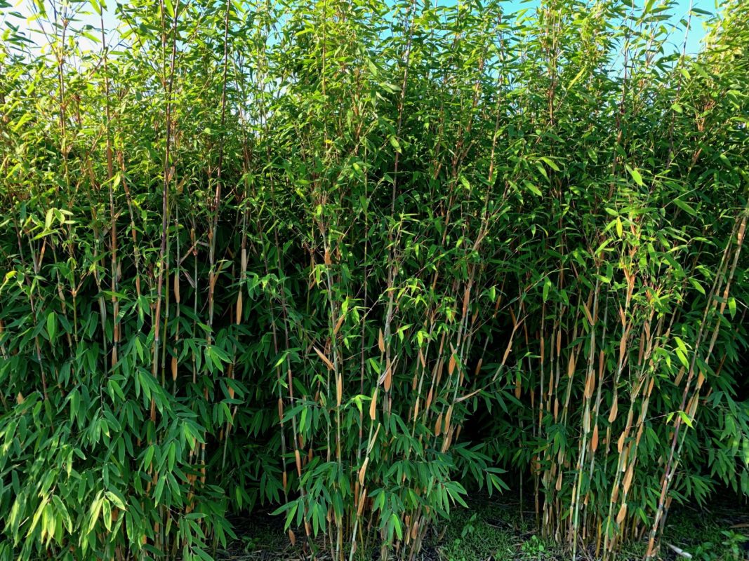 Fargesia Pink Okapi®-Produktbild