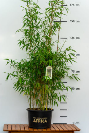 Fargesia Mighty Marabu® Produktbild