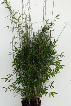 Fargesia Jiuzhaigou 1 Produktbild