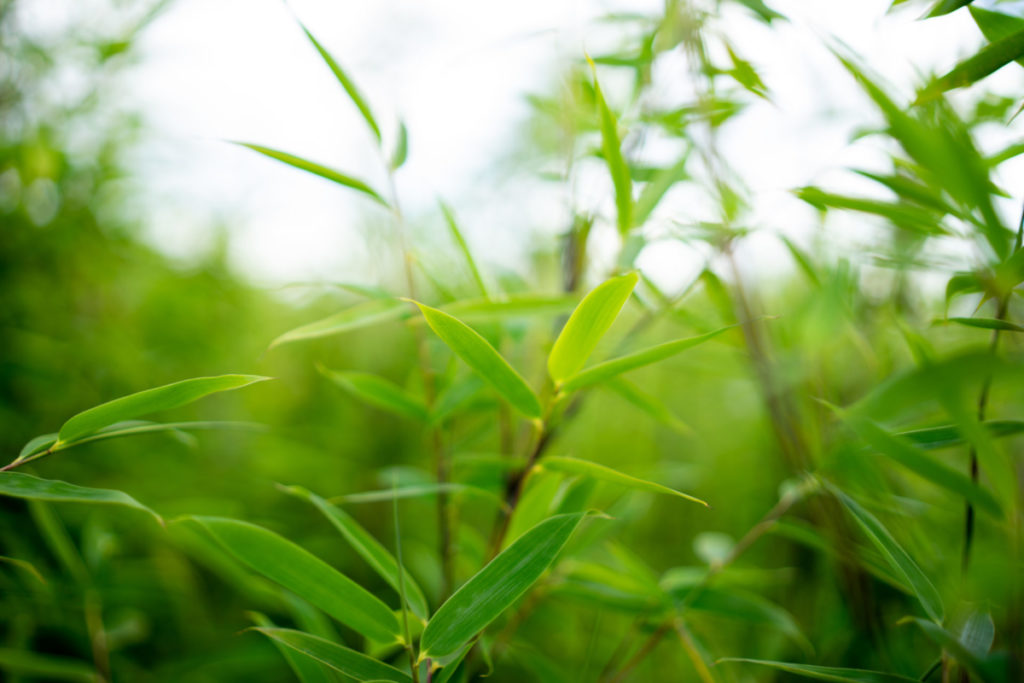 Bambushalme einer Fargesia Violet Woods