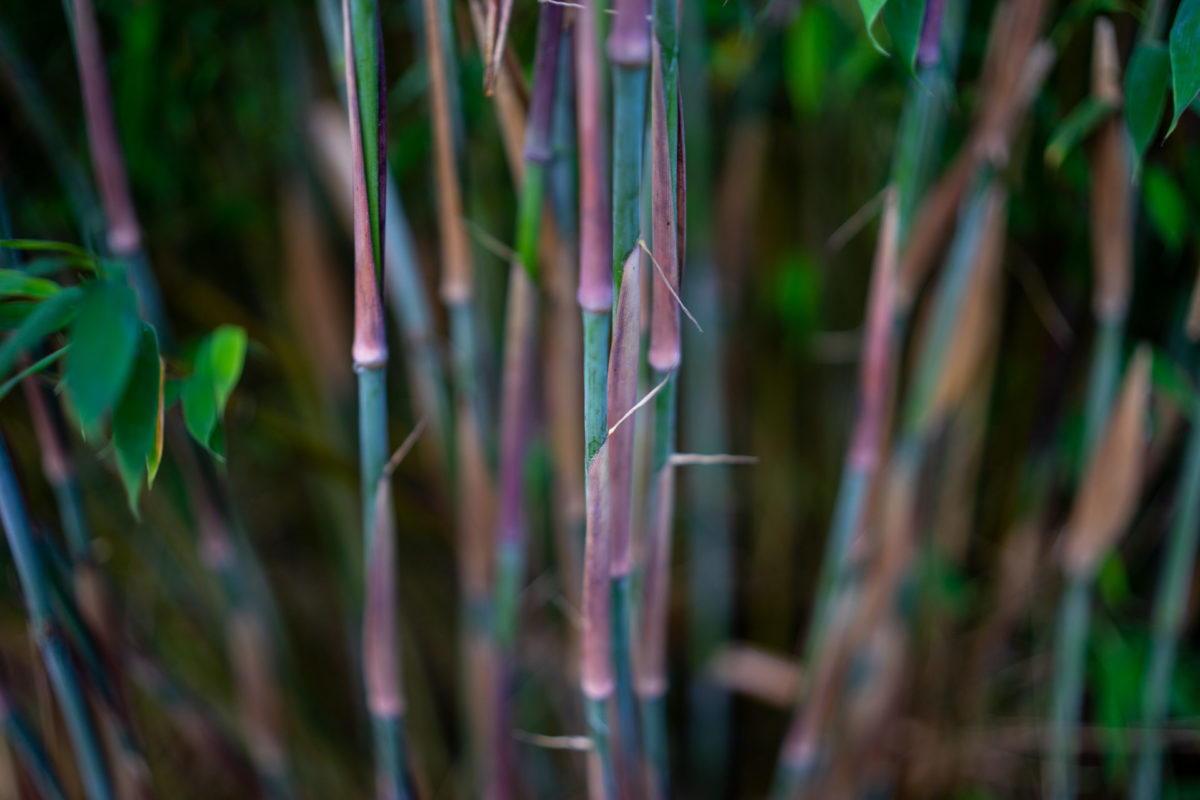 Blaubereifung der Bambushalme von Dogon Dreams®