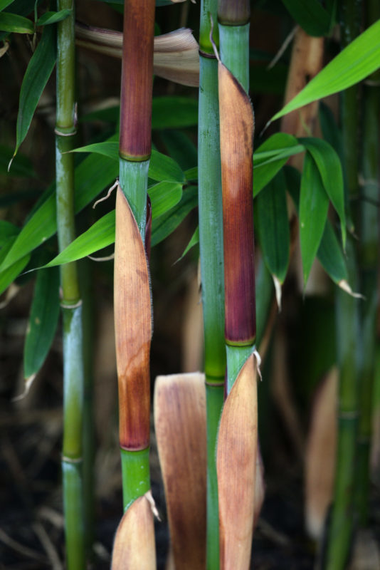 Bambusneuheiten Archive - Bamboo-Wonderwalls