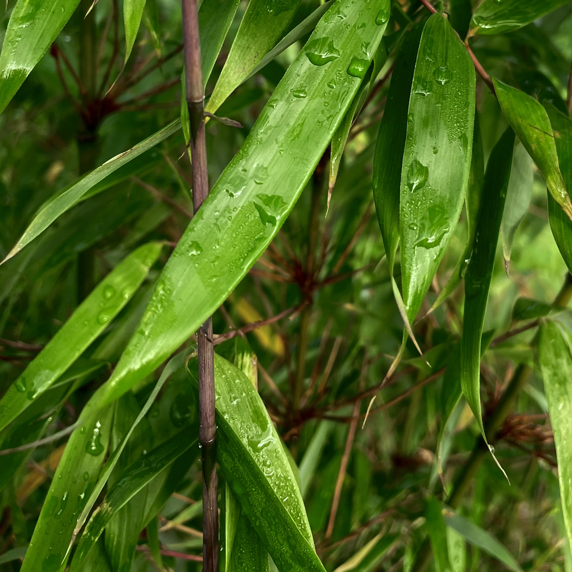 Bambus Fargesia Rufa Sunbird®