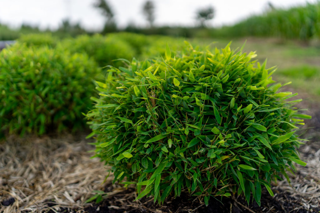 Fargesia Moontears Kugel