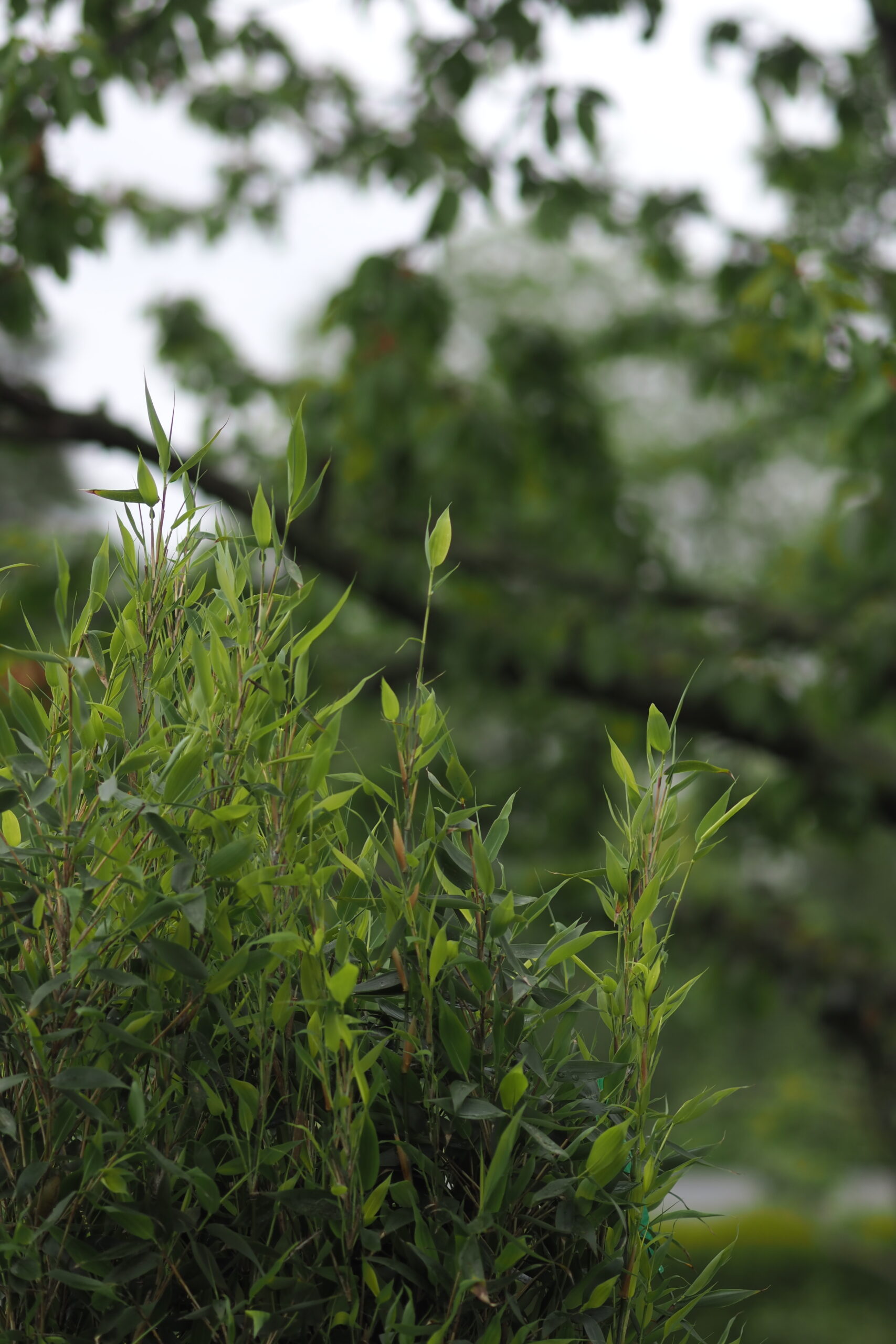 Fargesia Blue Lizard Detailbild