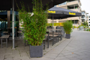 Bambus Fargesia Malachite Monkeys im Kübel