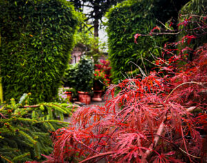 Fargesia Red Rhino im Herbst