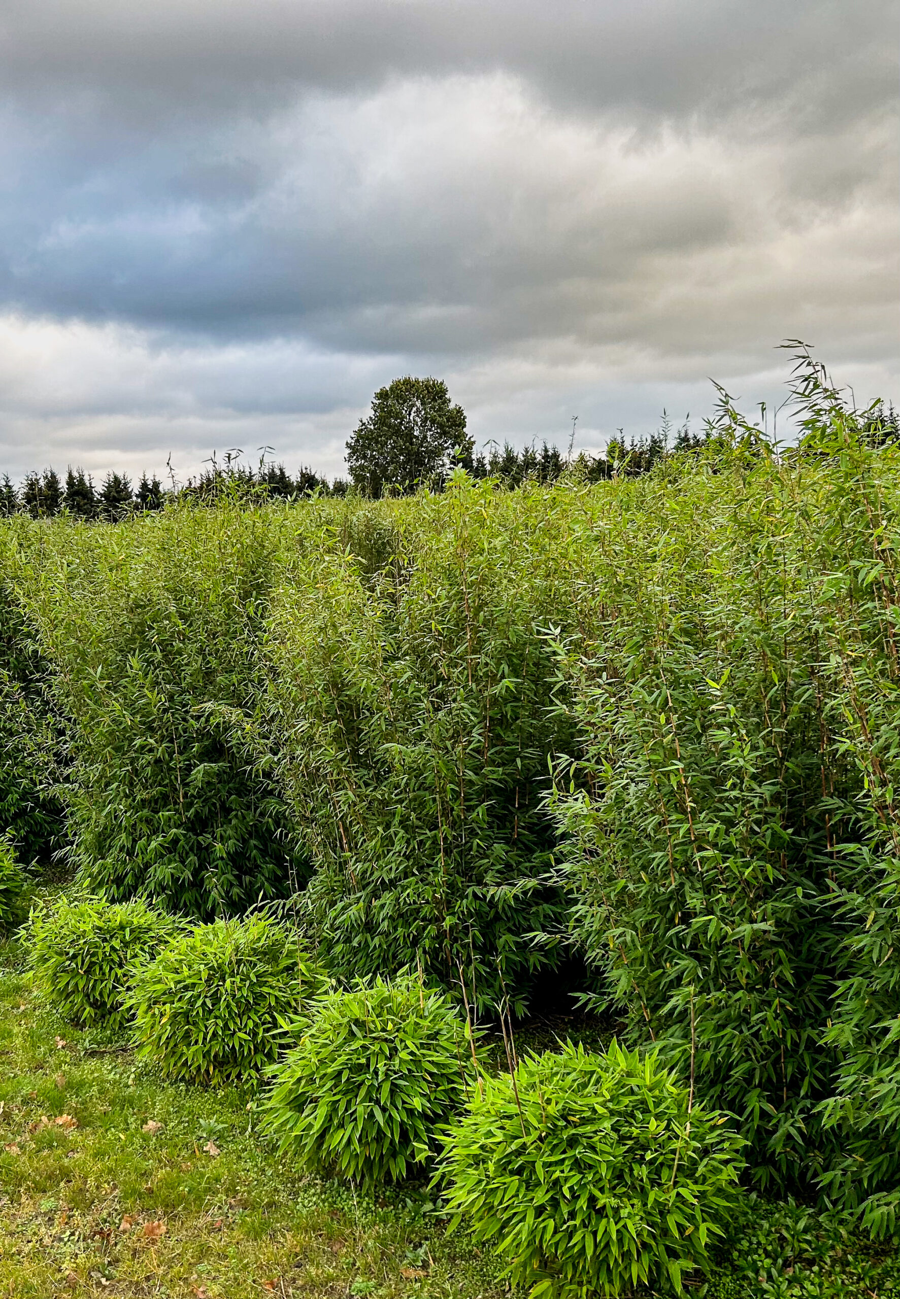 Bambus Solitärpflanzen auf dem Feld