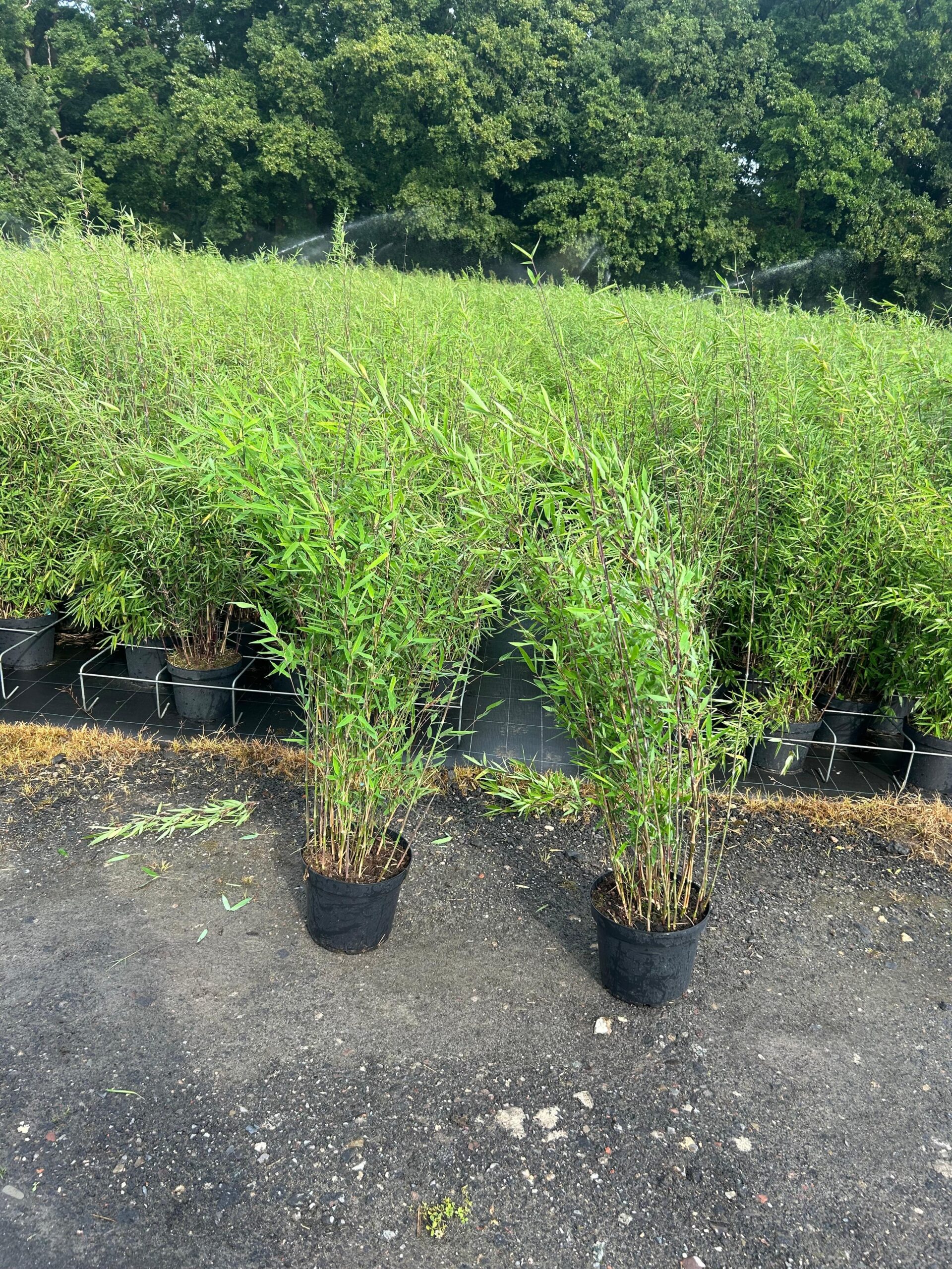 Fargesia nitida Black Pearl