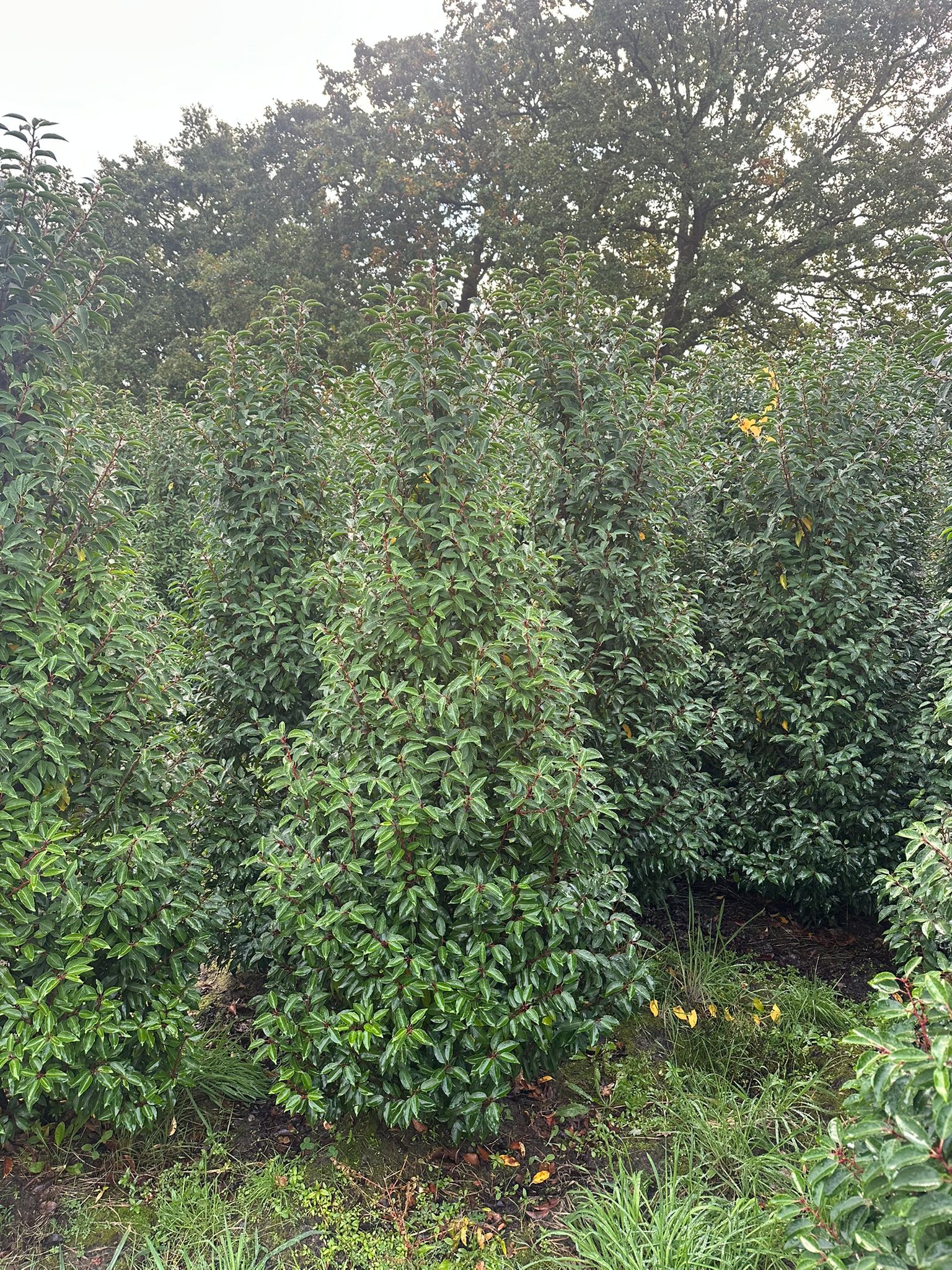 Portugiesischer Kirschlorbeer (Prunus lusitanica "Myrtifolia")