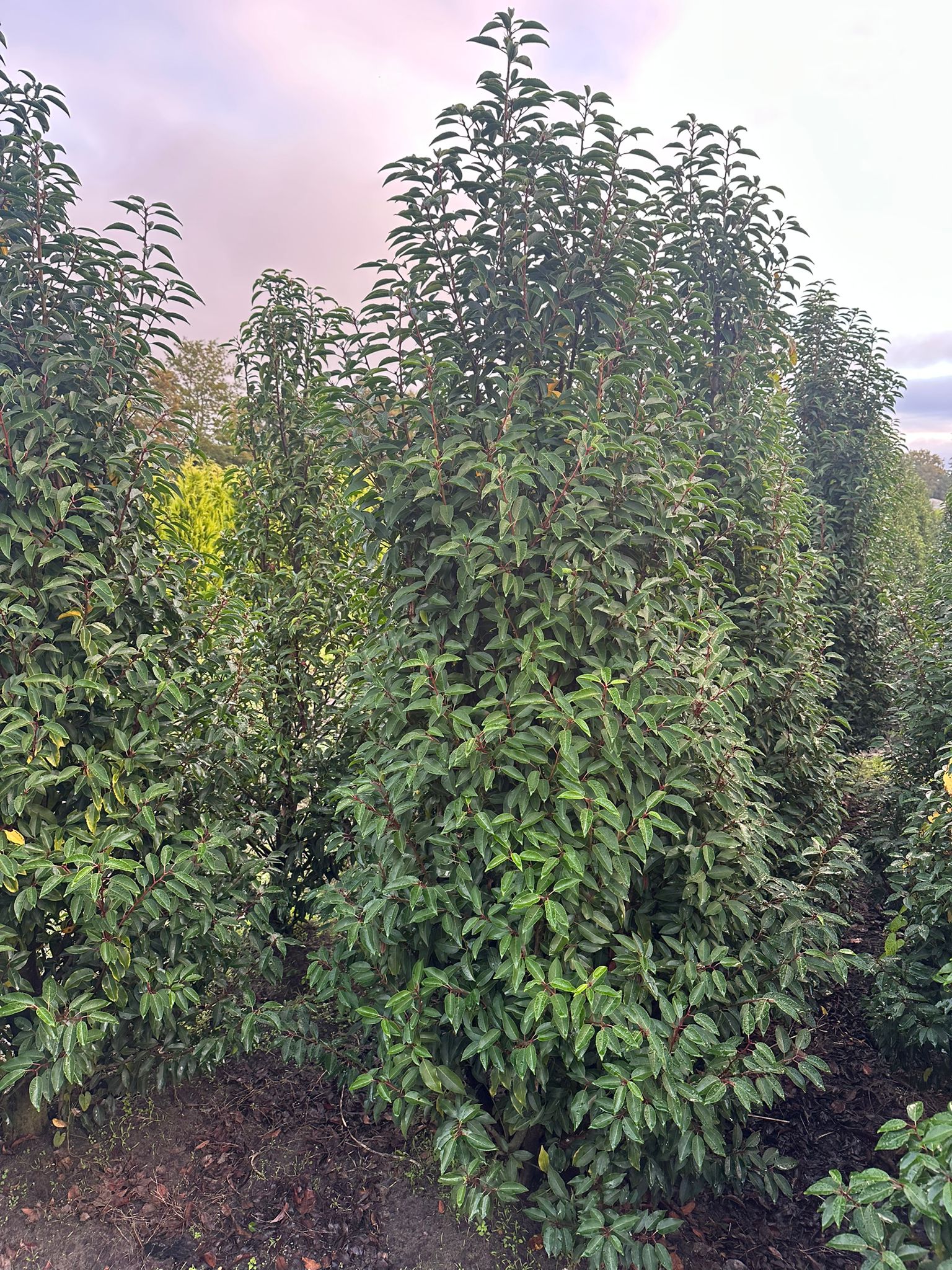 Portugiesischer Kirschlorbeer (Prunus lusitanica "Myrtifolia") – Bild 2