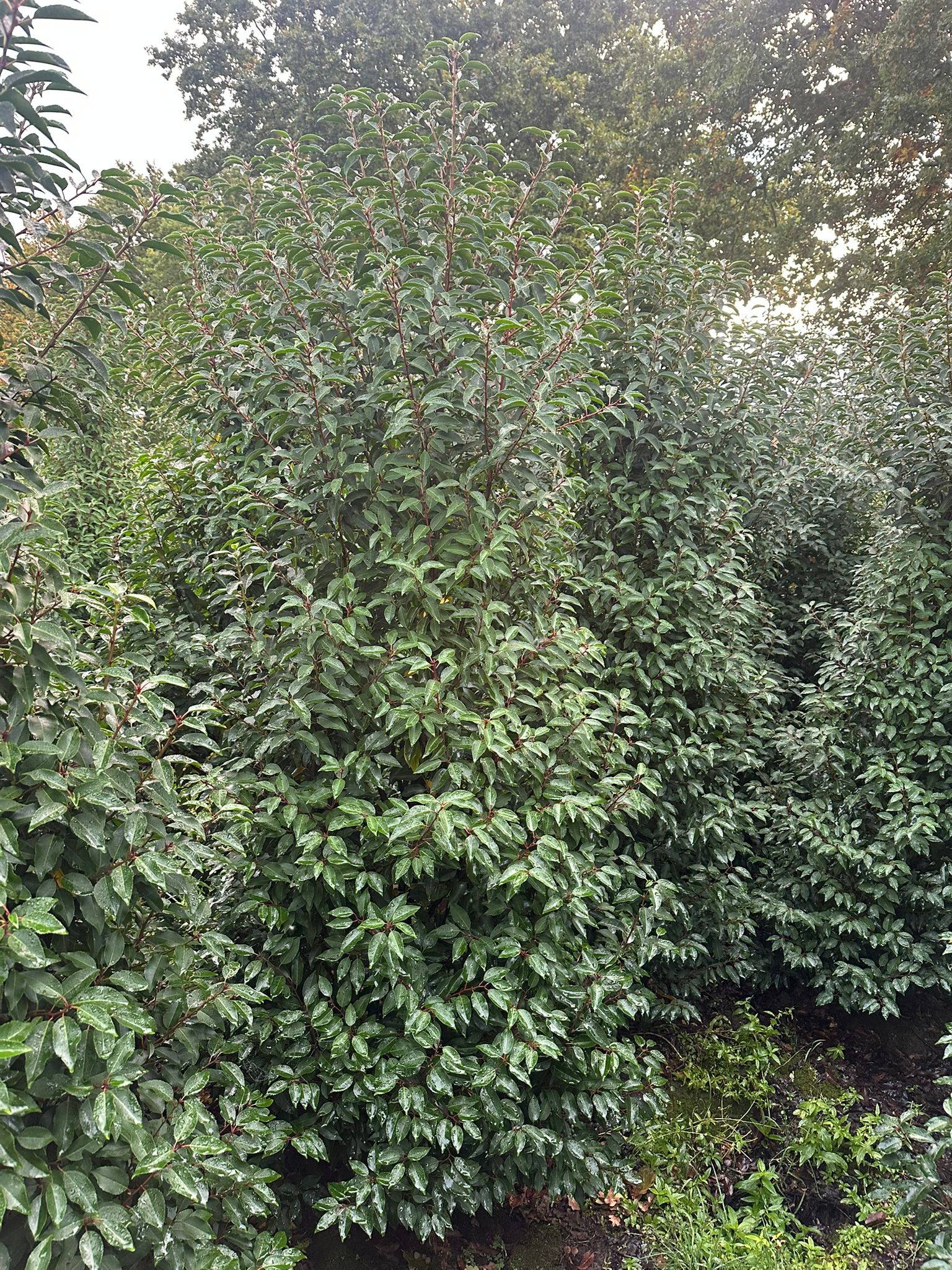 Portugiesischer Kirschlorbeer (Prunus lusitanica "Myrtifolia") – Bild 3