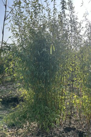 Fargesia Dragon® King